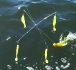 bass-fishing-rigs-3