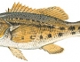 banksea-bass-fishing-3