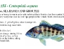 banksea-bass-fishing-5