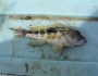 banksea-bass-fishing-7