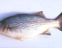 hybridstriped-bass-fishing-1