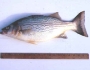 hybridstriped-bass-fishing-2