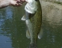 largemouth-bass-fishing-5