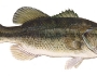 largemouth-bass-fishing-6