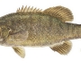smallmouth-bass-fishing-1