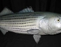 striped-bass-fishing-5