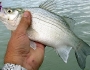 whitesand-bass-fishing-1